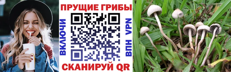 Псилоцибиновые грибы мицелий Полевской